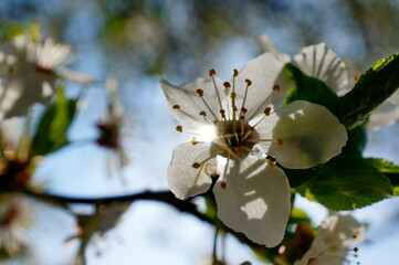 Close up photo of a beautiful white cherry blossom during spring season, photographed directly to the sun