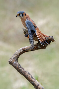 American Kestrel small bird of prey found in North America. Wild raptor. Hooked beak and small hovering bird of prey