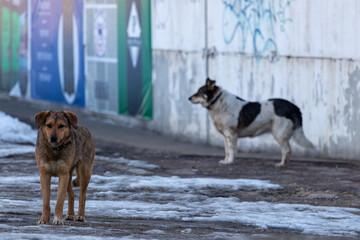 two dogs playing