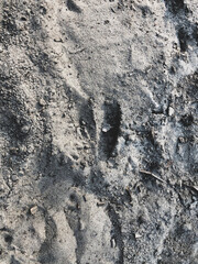 deers tracks in sand