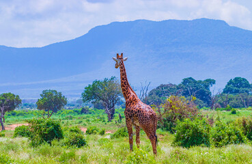 Giraffe standing in tall grass in Tsavo East National Park, Kenya.Kilimanjaro is in the background....