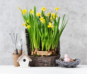 Easter festive background with spring flowers in a basket, birdhouse and Easter bird in the nest on a wooden table