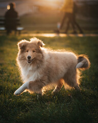 Mały owczarek szkocki, lassie, szczeniaczek