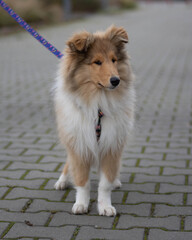 Mały owczarek szkocki, lassie, szczeniaczek