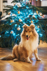 Owczarek szkocki, pies lassie pod choinką, świąteczny czas