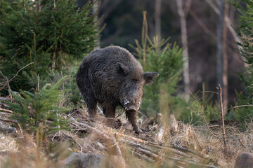 Naklejka na ściany i meble Wild boar searching for food. European nature. Common wild pig during spring season. Nature in the forest. 