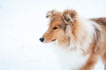 Owczarek szkocki zimą, szczeniak w śniegu, pies lassie