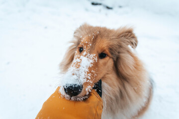 Fototapeta na wymiar Owczarek szkocki zimą, szczeniak w śniegu, pies lassie