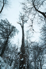 Las Wolski zimą, mn&oacute;stwo śniegu i stare, wysokie drzewa w lesie 