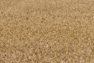 Cultivo de trigo dorado maduro .  Concepto de tiempo de cosecha