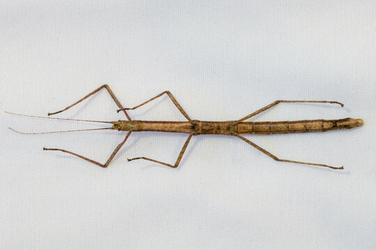 View of the underside of a common Indian stick insect pet