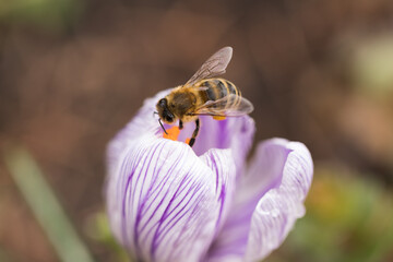 Bee on the crocus