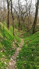 Fototapeta premium path in the woods