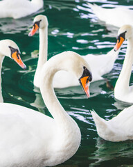 Stado łabędzi pływa po rzece © Nicoletta