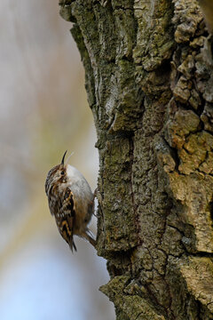 Short-toed treecreeper // Gartenbauml&auml;ufer // Grimpereau des jardins (Certhia brachydactyla)