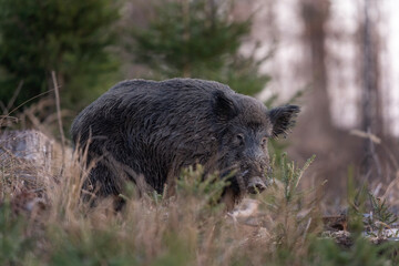 Wild boar searching for food.  European nature. Common wild pig during spring season. Nature in the forest. 