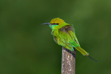 Green Bee-eater.
The green bee-eater, also known as little green bee-eater, is a near passerine bird in the bee-eater family.