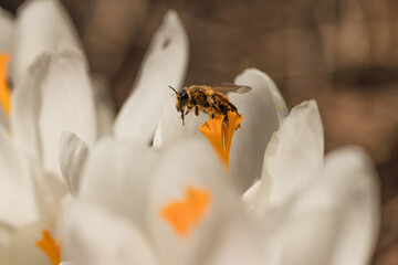 bee on flower