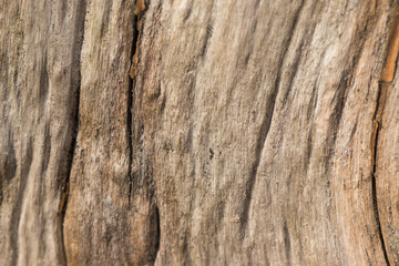 Fototapeta premium old wood texture
