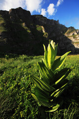 Summer alpine landscape of Bucegi Mountains, Romania, Europe