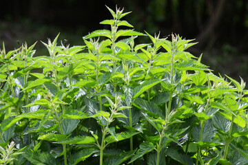 Obraz premium Natural overgrown nettles dioecious (Urtica dioica).