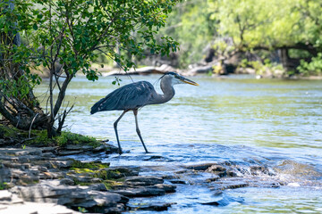 Great blue heron (Ardea herodias) gripping a fish in its bill. This beautiful bird caught fish...