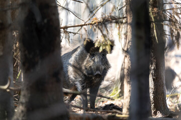 Wild boar searching for food.  European nature. Common wild pig during spring season. Nature in the...