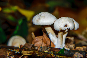 Two white mushrooms in nature dark background
