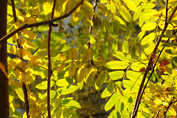 Bright green rowan leaves illuminated by sunlight. Glowing rowan leaves in the fall, starting to turn yellow. Wallpaper.