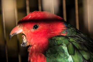 The red bird calls out in the cage.