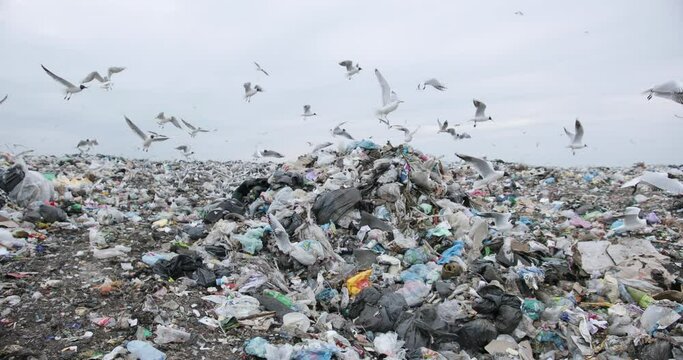 ecological catastrophe of the world. seagulls are flying over the dump. white birds flying over the debris. the collapse of ecology. humanity's greatest environmental disaster pollution of the Earth