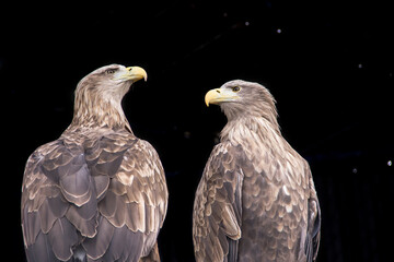 Two proud eagles on a dark background.