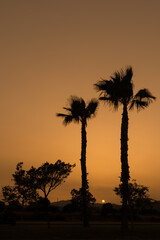 Fototapeta na wymiar Backlight of palm trees and unburned sun. Vertical.