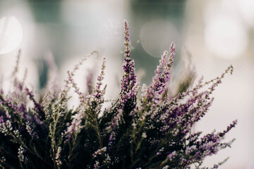 Closeup of violet flowers in summer