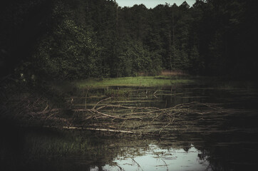 wetlands in the forest.