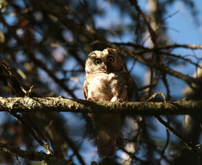chouette de tengmalm