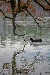 Black coot swimming im a early spring landscape