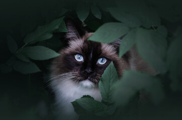 Ragdoll