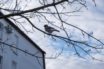 bird on a branch