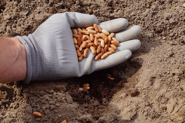 A gloved hand filled with beans. Spring garden work.