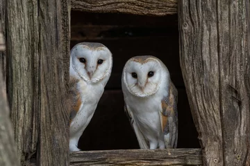 Kissenbezug European Barn owl pair of male and female white owls (Tyto Alba) looking out of a barn window.  © Chris