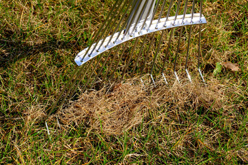 Spring lawn care. Raking up dead blades of grass with a special rake.
