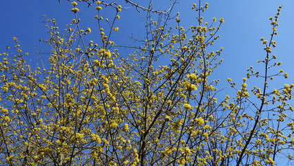 A Dogwood Tree With Yellow Flowers Against a Blue Sky
