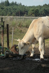 A white cow (Cream coloured) is standing in the pasture drinking water from a drinking bowl, up close. Charolais.

