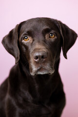 A chocolate-colored Labrador retriever dog looks into the camera, against a pink background. dog and human friendship, care and love for pets
