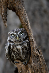 Little Owl (Athene Noctua) Perched in a silver birch tree  looking at the camera. Wildlife in the countryside camouflaged. 