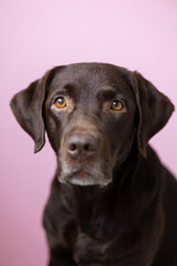 A chocolate-colored Labrador retriever dog looks into the camera, against a pink background. dog and human friendship, care and love for pets