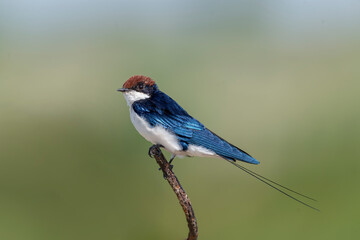 Wire-tailed swallow.
The wire-tailed swallow is a small passerine bird in the swallow family. 