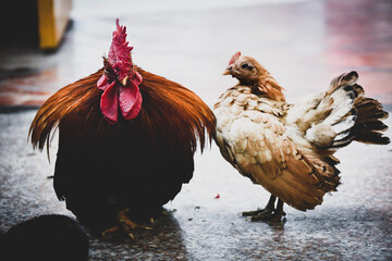 Chicken Couple 