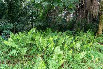 fern in the forest